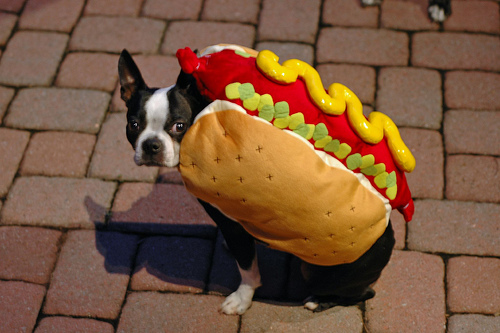 Boston Terrier in Halloween costume