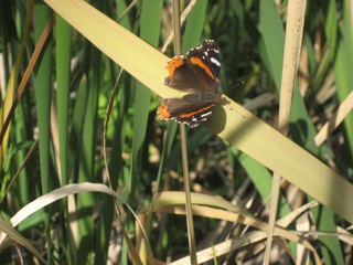 butterfly in grass