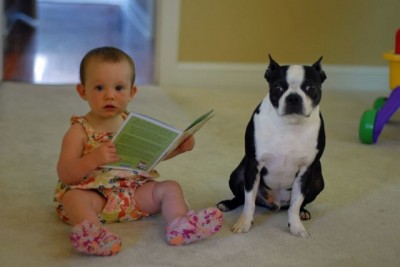 Toddler reading with Boston Terrier