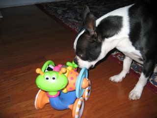 Boston Terrier playing with Yookidoo snail