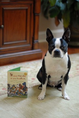 Boston Terrier with book