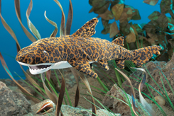 Leopard shark puppet