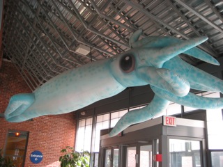 large squid